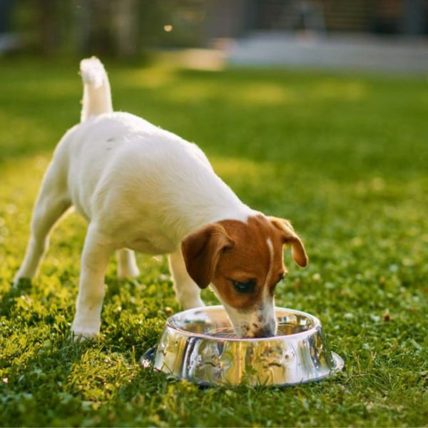 Flexzion Stainless Steel Dog Bowl No Mess Non Spill Dog Water Bowl Rubber Base Dog Bowls for Medium Sized Dog, Food and Water Dish, Pet Food Holder, 22 cm, 2 Pack - Image 4