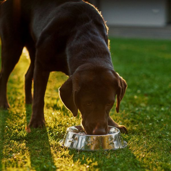 Flexzion Stainless Steel Dog Bowl No Mess Non Spill Dog Water Bowl Rubber Base Dog Bowls for Medium Sized Dog, Food and Water Dish, Pet Food Holder, 22 cm, 2 Pack - Image 7