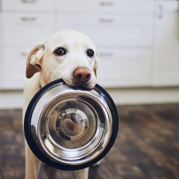 Flexzion Stainless Steel Dog Bowl No Mess Non Spill Dog Water Bowl Rubber Base Dog Bowls for Medium Sized Dog, Food and Water Dish, Pet Food Holder, 22 cm, 2 Pack - Image 8